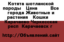 Котята шотланской породы › Цена ­ 40 - Все города Животные и растения » Кошки   . Карачаево-Черкесская респ.,Карачаевск г.